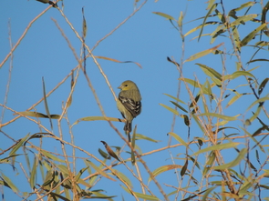 A female lesser goldfinch perches in a tree by the Morelos Dam, near Los Algodones in Sonora, Mexico. Lesser goldfinches are found throughout Central America and the Southwestern U.S. (Photo: Eduardo Soto Jr./Naturalista) A female lesser goldfinch perches in a tree by the Morelos Dam, near Los Algodones in Sonora, Mexico. Lesser goldfinches are found throughout Central America and the Southwestern U.S. (Photo: Eduardo Soto Jr./Naturalista)